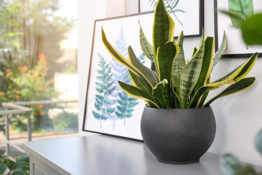 Top Plants for Your Apartment Type