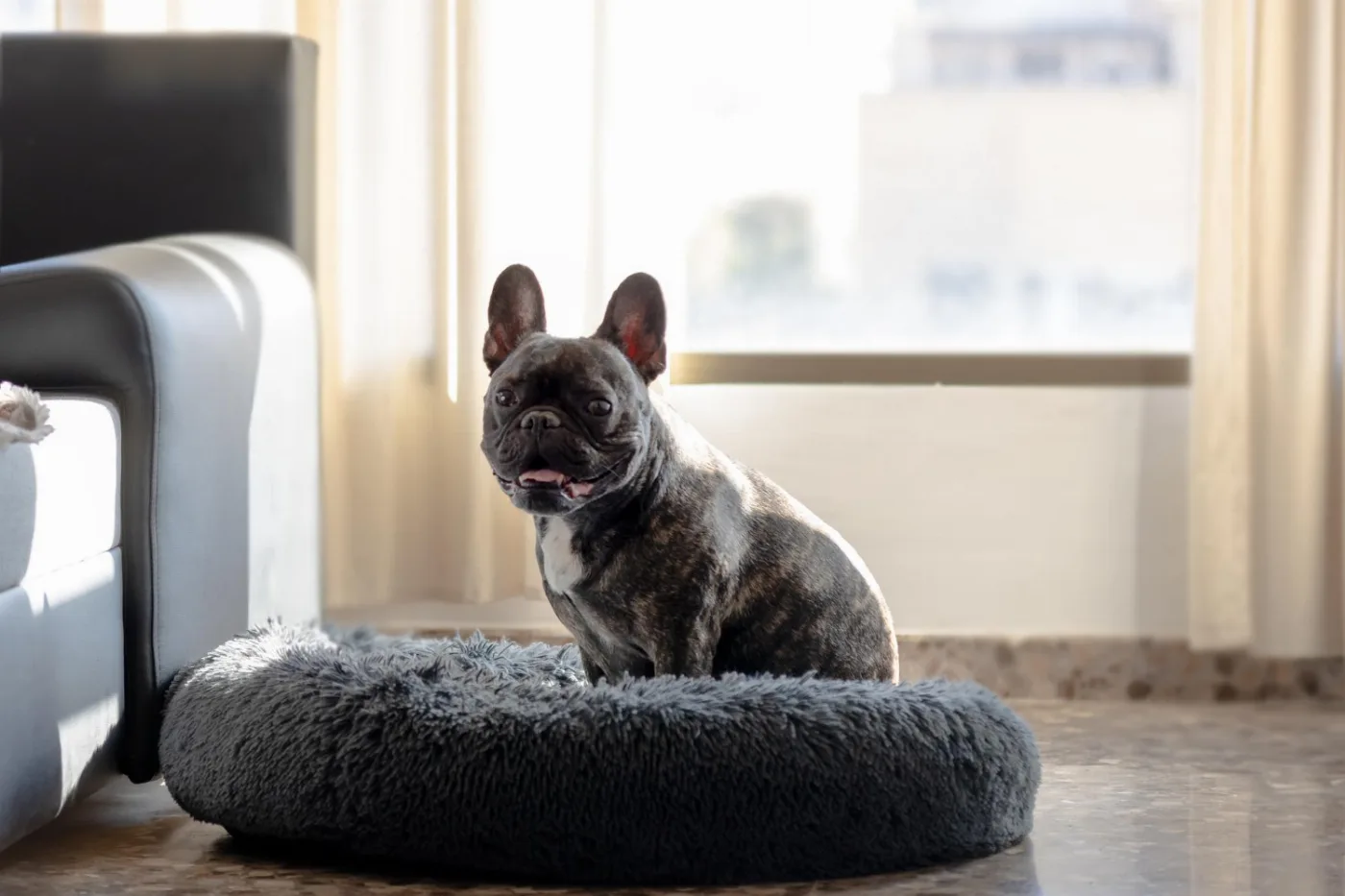 Best Dog Breeds for Apartment Living