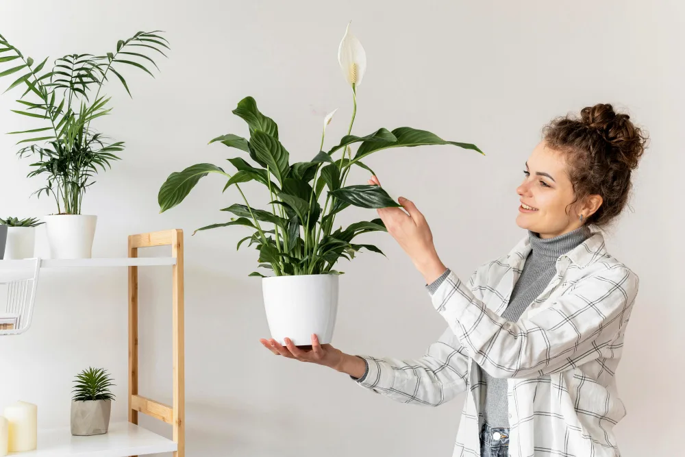 Easy Plants Your Apartment Needs Right Now