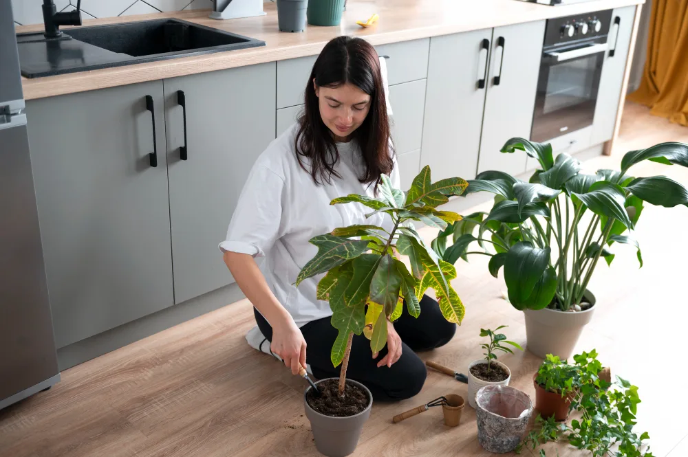 Best Indoor Plants for Apartments (Even in Low Light!)
