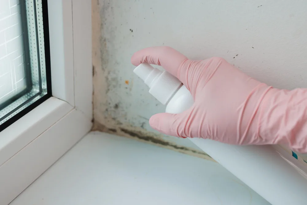 Tips and Tricks to Remove and Prevent Mold in My Apartment